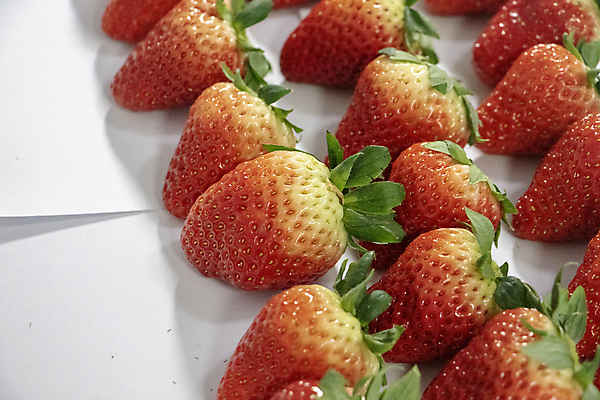 포토 JPG 해외이미지 음식 채소 과일 사람없음 망고 국산 해외포토 열대과일 파일형식 이미지허브