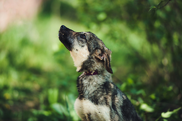 포토 JPG 해외이미지 주간 한마리 반려견 사람없음 야외 아웃포커스 반려동물 산책 올려보기 강아지 해외포토 자연요소 동물 1 모션 휴식 촬영기법 개 파일형식 이미지허브