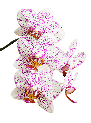 포토 JPG 해외이미지 식물 꽃잎 꽃 줄기 분홍색 나비 잎 꽃무늬 자연 친절 미술 사람없음 장식 여름 뷰티 머리 스파 봄 나뭇가지 신선 화려 난초 우아함 부드러움 호접란 아로마테라피 나방 내추럴 이국적 해외포토 나무 계절 컬러 곤충 컨셉 무늬 문화예술 신체부위 감각 생태계 테라피 파일형식 이미지허브