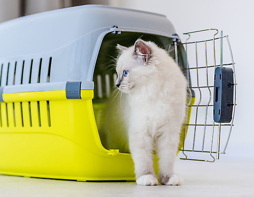 포토 JPG 해외이미지 한마리 응시 실내 사람없음 아웃포커스 반려동물 귀여움 고양이 반려묘 랙돌 해외포토 켄넬 반려용품 동물 1 시선 컨셉 포유류 촬영기법 내부 오브젝트 파일형식 이미지허브