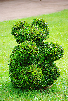 포토 JPG 해외이미지 모양 나무 식물 공원 꽃 잎 자연 사람없음 야외 장식 초록색 울타리 정원 성장 벚꽃 원형 센터 관목 원예 상록수 영원 해외포토 도형 공공시설 컬러 취미 담장 생태계 파일형식 이미지허브