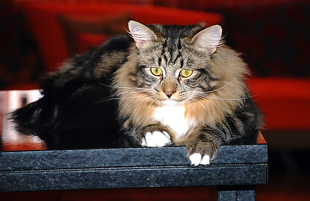 포토 JPG 해외이미지 동물 응시 공원 장난 포유류 발 자연 놀이 수염 주택 털 따뜻함 사람없음 빨간색 초록색 파란색 반려동물 소파 노란색 고양이 줄무늬 산책 회색 흰색 표현 꼬리 솜털 발톱 총구 해외포토 시선 공공시설 컬러 무늬 의자 휴식 건물 신체부위 생태계 파일형식 이미지허브