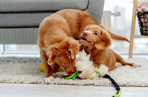포토 JPG 해외이미지 두마리 놀이 바닥 실내 사람없음 반려동물 장난감 개 리트리버 강아지 기르기 물기포 펫팸족 해외포토 동물 2 포유류 내부 신조어 돌봄 파일형식 이미지허브