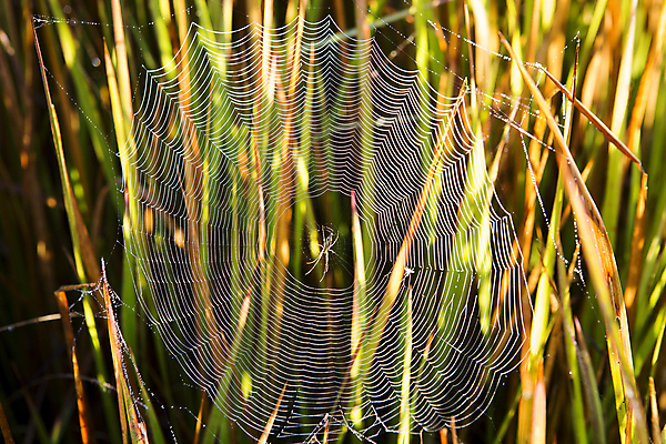 포토 JPG 해외이미지 모양 디자인 실루엣 아시아 선 곤충 백그라운드 패턴 태국 자연 아침 추상 프레임 미술 사람없음 야외 초록색 물 여름 빛 태양 검은색 웹 젖음 흰색 신선 원형 그물 닫기 떨어짐 숲 이슬 실크 거미줄 심볼 묘사 사인 싱글 질감 거미 올가미 내추럴 복잡 엘리먼트 해외포토 주간 자연요소 도형 동물 계절 나라 컬러 컨셉 무늬 인터넷 모션 문화예술 촬영기법 직물 생태계 파일형식 이미지허브