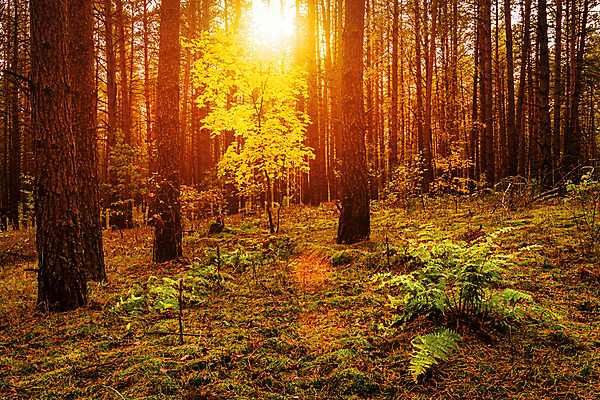 포토 JPG 해외이미지 나무 식물 자연 풍경 사람없음 야외 햇빛 태양 일몰 숲속 숲 해외포토 자연요소 노을 생태계 파일형식 이미지허브