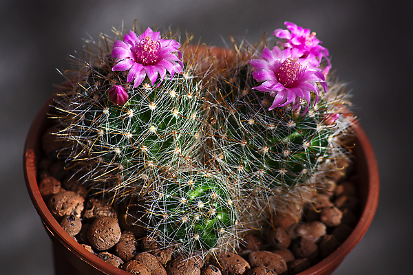 포토 JPG 해외이미지 식물 꽃 자연 선인장 사람없음 초록색 어둠 오브젝트 분재 해외포토 나무 컬러 생태계 파일형식 이미지허브