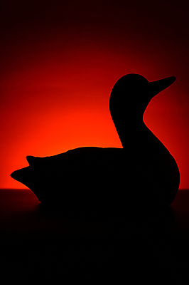 포토 JPG 해외이미지 동물 1 실루엣 호수 야생동물 캐나다 자연 조류 아침 오리 그림자 사람없음 야외 물 여름 강 뷰티 평화 일출 검은색 수영 침묵 고요 황혼 일몰 전원 연못 황무지 보호 저녁 부리 물새 민물 해외포토 주간 자연요소 계절 컬러 컨셉 북아메리카 촬영기법 노을 소리 수상스포츠 전기에너지 야간 생태계 파일형식 이미지허브