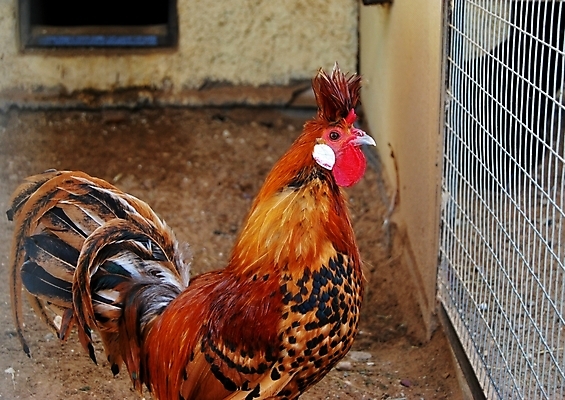 포토 JPG 해외이미지 동물 농업 조류 병아리 사람없음 농장 노란색 치킨 고통 마시기 아기 신생아 머리빗 사발 황금 선택 볏짚 쓰레기 작음 모피 깃털 부리 솜털 수탉 돌봄 밭일 수수 수유 암탉 해외포토 감정 산업 컬러 컨셉 모션 사람 미용용품 닭 사기그릇 짚 크기 암컷 수컷 닭고기요리 파일형식 이미지허브