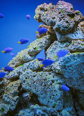 포토 JPG 해외이미지 동물 바다 여행 백그라운드 모션 자연 어류 사람없음 빨간색 물 파란색 컬러풀 뷰티 노란색 수중 활발 산호 다이빙 부리 암초 수족관 깊이 소금물 이국적 해외포토 자연요소 컬러 컨셉 수영 수중동물 자포동물 생태계 수중스포츠 파일형식 이미지허브