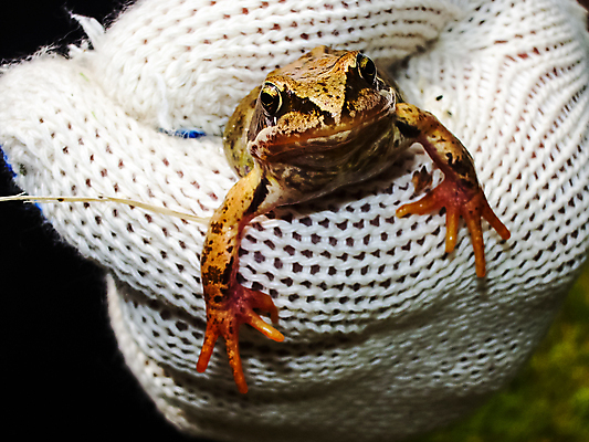 포토 JPG 해외이미지 동물 손 야생동물 어린이 곤충 가족 자연 놀이 뿔 손바닥 개구리 소년 사람없음 야외 초록색 친구 강 사막 잡기 가시 스페인 호주 벌레 작음 악마 도마뱀 날카로움 캘리포니아 먼지 새장 두꺼비 내추럴 동물상 오지 텍사스 해외포토 남자 유럽 컬러 관계 파충류 모션 양서류 사람 신체부위 조형물 미국 오세아니아 크기 생태계 케이지 파일형식 이미지허브