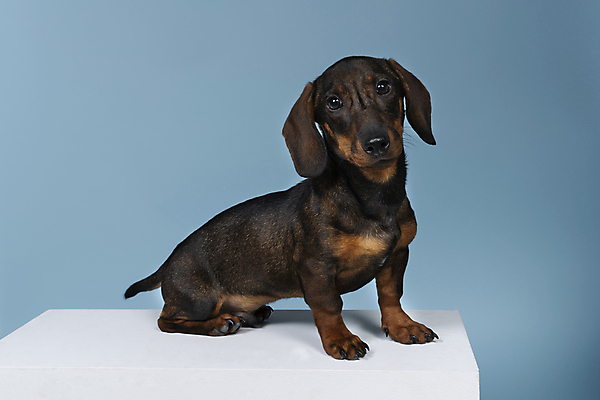 포토 JPG 해외이미지 동물 1 응시 행복 얼굴 백그라운드 포유류 앉기 사람없음 파란색 반려동물 갈색 머리카락 머리 검은색 흰색 표현 개 달콤 강아지 선탠 작음 닥스훈트 호기심 사냥개 철사 송곳니 고립 기르기 복종 유래 주목 카피스페이스 해외포토 시선 감정 컬러 컨셉 모션 신체부위 공백 맛 치아 크기 돌봄 파일형식 이미지허브