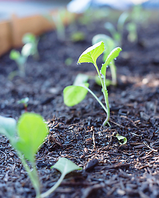 포토 JPG 해외이미지 식물 지구 줄기 잎 밭 농업 채소 부분 자연 사람없음 초록색 농장 농경지 새싹 정원 흙 봄 성장 나뭇가지 시골 신선 브로콜리 유기농 원예 양배추 날것 먼지 국산 내추럴 거름 땅바닥 모종 밭일 생태학 채식주의자 파종 해외포토 나무 웰빙 계절 교육 산업 컬러 바닥 취미 농사 생태계 채식 파일형식 이미지허브