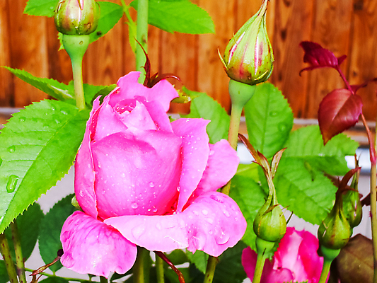 포토 JPG 해외이미지 식물 계절 공원 꽃잎 꽃 줄기 꽃다발 백그라운드 잎 꽃무늬 밭 자연 벽지 국화 풍경 사람없음 야외 장식 빨간색 초록색 여름 빛 컬러풀 뷰티 노란색 정원 봄 성장 벚꽃 흰색 축하 신선 개화 숲 원예 정사각형 라일락 내추럴 깊이 영원 해외포토 도형 공공시설 컬러 컨셉 무늬 농업 취미 생태계 파일형식 이미지허브