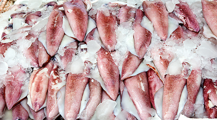 포토 JPG 해외이미지 동물 음식 바다 백그라운드 재료 자연 연체동물 건강 육류 어류 요리 사람없음 물 쌓기 상점 주방 얼음 흰색 신선 그룹 시장 맛 시원함 해산물 오징어 날것 문어 냉장고 촉수 소매 슈퍼마켓 소금물 공급 해외포토 자연요소 컬러 컨셉 식재료 모션 무척추동물 수중동물 가전제품 생태계 파일형식 이미지허브