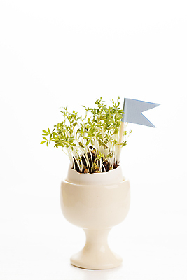 포토 JPG 해외이미지 식물 종이 음식 잎 농업 채소 재료 자연 탁자 부활절 건강 요리 사람없음 장식 초록색 새싹 주방 정원 계란 식사 샐러드 흰색 깃발 신선 맛 허브 향신료 유기농 매움 향 비타민 수경재배 식용 채식주의자 비건 해외포토 웰빙 기념일 산업 컬러 가구 컨셉 알 생태계 채식 영양소 향미료 파일형식 이미지허브