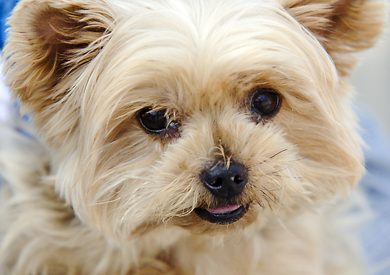 포토 JPG 해외이미지 동물 사람없음 반려동물 개 강아지 요크셔테리어 테리어 송곳니 유래 해외포토 포유류 치아 파일형식 이미지허브