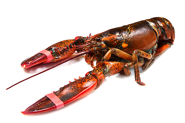 포토 JPG 해외이미지 동물 바다 자연 낚시 조개 갑각류 사람없음 가로 검은색 껍질 스페인 바닷가재 해산물 날것 리빙 고립 식품점 집게발 타격 해외포토 유럽 컬러 모션 레저 어패류 상점 가재 생태계 파일형식 이미지허브