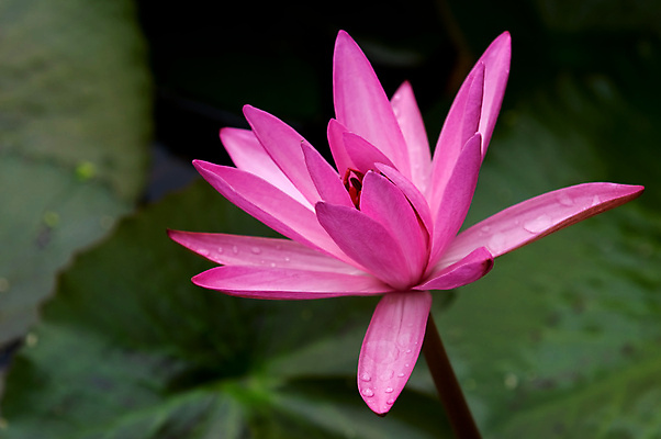 포토 JPG 해외이미지 식물 계절 공원 꽃잎 꽃 호수 분홍색 백그라운드 잎 꽃무늬 자연 사람없음 야외 초록색 물 빛 뷰티 반사 정원 고요 봄 들꽃 벚꽃 연못 개화 순수 내추럴 이국적 해외포토 자연요소 공공시설 컬러 컨셉 무늬 생태계 파일형식 이미지허브