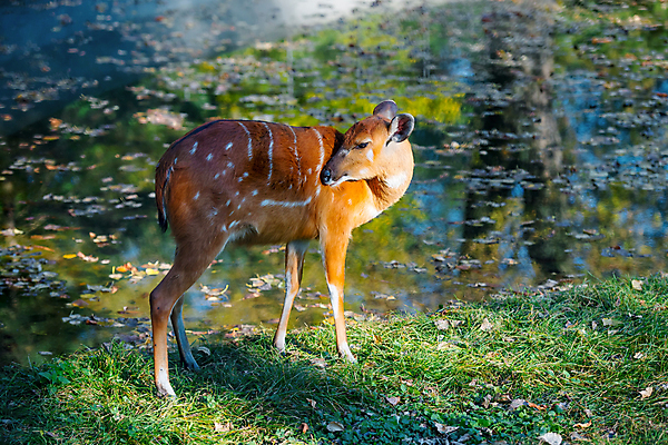 포토 JPG 해외이미지 주간 공원 야생동물 사슴 잔디 사람없음 야외 숲 해외포토 자연요소 식물 동물 공공시설 포유류 파일형식 이미지허브