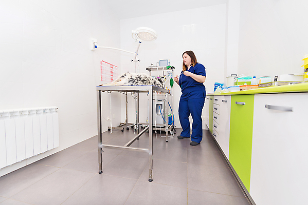 포토 JPG 해외이미지 동물 백인 직업 여자 남자 장갑 기술 병원 관리 가면 한명 사람 약 방 장비 간호사 의사 수술 기술자 보호 극장 동료 준비 외과 수의사 순서 살균 해외포토 서양인 1 잡화 컨셉 의학 관계 치료 의료진 파일형식 이미지허브