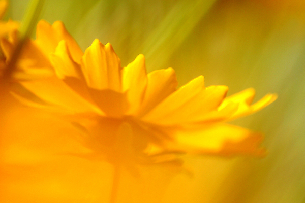 포토 JPG 해외이미지 식물 꽃잎 꽃 백그라운드 꽃무늬 자연 선물 사람없음 여름 컬러풀 뷰티 노란색 정원 봄 성장 벚꽃 신선 개화 닫기 묘사 싱글 내추럴 해외포토 계절 컬러 무늬 모션 생태계 파일형식 이미지허브