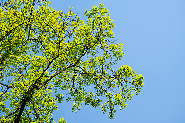 포토 JPG 해외이미지 식물 템플릿 디자인 백그라운드 잎 패턴 자연 추상 프레임 사람없음 목재 초록색 빛 환경 봄 젖음 성장 물방울 신선 작음 유기농 질감 내추럴 인공 해외포토 나무 웰빙 계절 컬러 무늬 재료 크기 생태계 파일형식 이미지허브