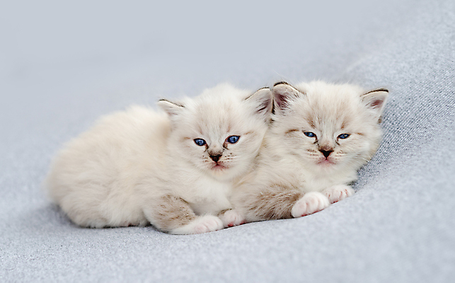 포토 JPG 해외이미지 새끼 두마리 회색배경 실내 사람없음 반려동물 귀여움 고양이 반려묘 랙돌 해외포토 동물 백그라운드 컨셉 2 포유류 내부 회색 파일형식 이미지허브