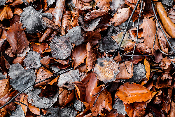 포토 JPG 해외이미지 나무 계절 공원 도로 여행 백그라운드 단풍 잎 패턴 오렌지 자국 자연 아침 건조 건강 풍경 사람없음 야외 빨간색 컬러풀 태양 갈색 노란색 걷기 환경 산책 하이킹 가을 나뭇가지 시골 황금 숲 장면 내추럴 해외포토 주간 자연요소 식물 공공시설 길 컬러 무늬 과일 교통시설 모션 레저 휴식 생태계 파일형식 이미지허브
