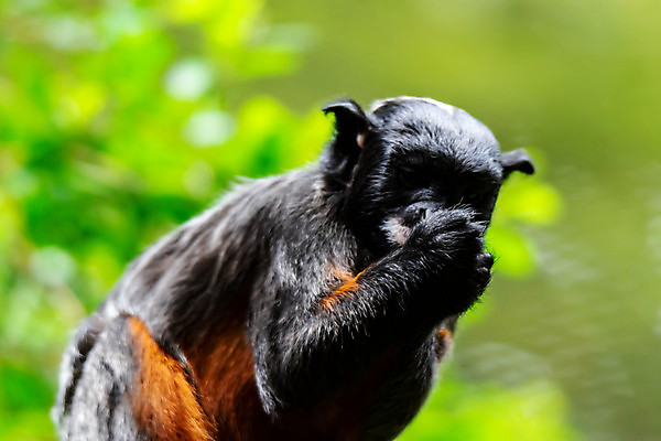 포토 JPG 해외이미지 나무 동물 캐릭터 응시 야생동물 음식 신체 일러스트 포유류 자연 열대 털 동물원 종류 앉기 사람없음 야외 빨간색 초록색 갈색 흰색 원숭이 유머 숲 작음 만화 콧수염 그림 엽서 모음 멸종 유인원 남쪽 말레이시아 싱가폴 얇은 해외포토 식물 시선 감정 아시아 컬러 모션 수염 크기 편지 방향 생태계 파일형식 이미지허브