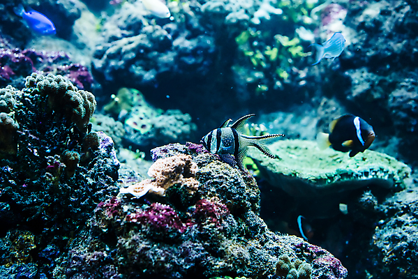 포토 JPG 해외이미지 바다 자연 어류 사람없음 바닷속 수중 수중사진 해외포토 수중동물 생태계 파일형식 이미지허브