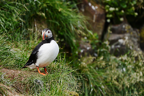 포토 JPG 해외이미지 주간 한마리 조류 사람없음 야외 아웃포커스 퍼핀 해외포토 자연요소 동물 1 촬영기법 파일형식 이미지허브
