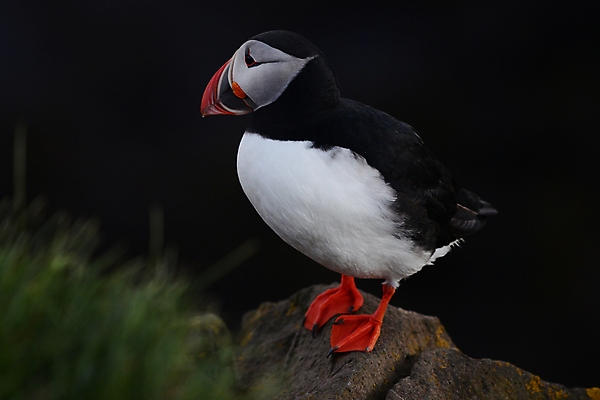 포토 JPG 해외이미지 주간 한마리 조류 사람없음 야외 소프트포커스 퍼핀 해외포토 자연요소 동물 1 촬영기법 파일형식 이미지허브