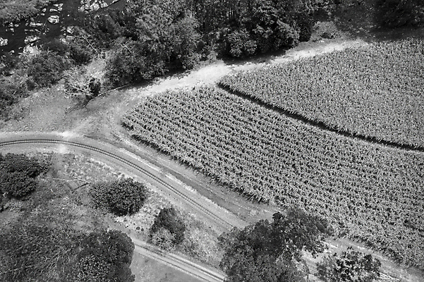 포토 JPG 해외이미지 나무 도로 선 패턴 밭 농업 자연 지팡이 추상 안테나 사람없음 야외 초록색 농장 검은색 기차 흐름 흰색 시골 개울 호주 땅 설탕 질감 트랙 먼지 내추럴 대칭 드론 방목장 밭일 사탕수수 내려보기 해외포토 식물 산업 길 육상교통 컬러 컨셉 무늬 통신 교통시설 모션 대중교통 강 오세아니아 생태계 파일형식 이미지허브