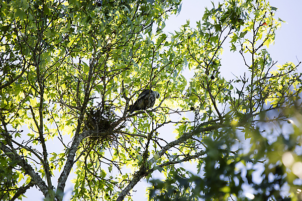 포토 JPG 해외이미지 동물 척추동물 응시 야생동물 과학 백그라운드 자연 조류 생물 사람없음 야외 가로 초록색 환경 검은색 회색 다양 나뭇가지 둥지 보호 깃털 연 생물학 부리 육식동물 리빙 계산서 내추럴 동물상 생태학 그리너리 해외포토 나무 시선 교육 컬러 다수 컨셉 조형물 놀이용품 생태계 파일형식 트랜드컬러 이미지허브