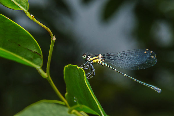 포토 JPG 해외이미지 동물 곤충 잎 자연 사람없음 초록색 뷰티 잠자리 B 해외포토 식물 알파벳 컬러 생태계 파일형식 이미지허브