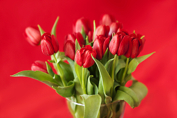 포토 JPG 해외이미지 여러송이 실내 사람없음 아웃포커스 빨간색 튤립 해외포토 꽃 컬러 다수 촬영기법 내부 파일형식 이미지허브