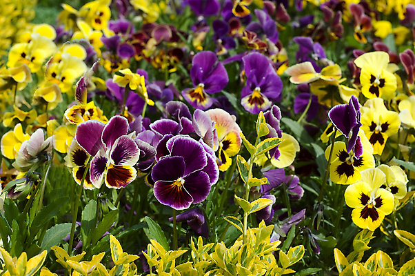 포토 JPG 해외이미지 식물 계절 꽃잎 꽃 줄기 백그라운드 꽃무늬 패턴 밭 자연 3 사람없음 야외 초록색 여름 노란색 머리 정원 봄 활발 성장 가을 침대 그룹 선택 큼 제비꽃 화단 큐피드 멀티 삼색 해외포토 컬러 가구 컨셉 무늬 농업 신체부위 크기 생태계 파일형식 이미지허브