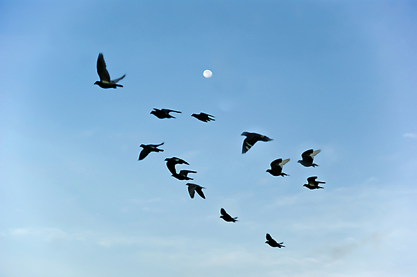 포토 JPG 해외이미지 백그라운드 조류 하늘 사람없음 파란색 환경 흰색 내추럴 해외포토 동물 컬러 파일형식 이미지허브