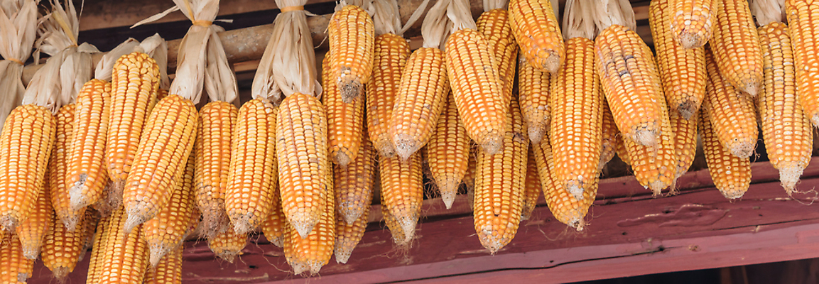 포토 JPG 해외이미지 전통 계절 아시아 농업 채소 오렌지 자연 주택 건조 매달리기 옥수수 씨앗 사람없음 목재 장식 농작물 컬러풀 농장 노란색 쌓기 축제 수확 가을 시골 황금 낟알 시리얼 천장 유기농 날것 흙더미 밭일 숙성 식용 줄서기 해외포토 나무 식물 웰빙 나라 산업 음식 컬러 과일 재료 모션 곡류 건물 흙 생태계 파일형식 더미 이미지허브