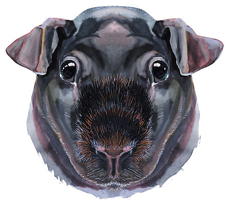 포토 JPG 해외이미지 캐릭터 일러스트 수채화 미술 사람없음 반려동물 기니피그 해외일러스트 동물 포유류 문화예술 파일형식 이미지허브