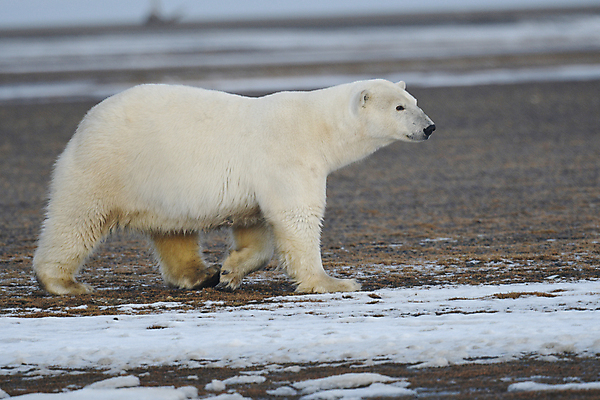 포토 JPG 해외이미지 주간 한마리 야생동물 곰 사람없음 야외 아웃포커스 걷기 북극곰 백곰 해외포토 자연요소 동물 1 포유류 모션 촬영기법 파일형식 이미지허브