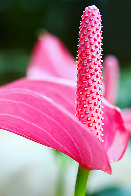 포토 JPG 해외이미지 식물 꽃잎 꽃 분홍색 백그라운드 잎 꽃무늬 자연 실내 선물 사람없음 장식 가로 초록색 뷰티 정원 봄 튤립 벚꽃 흰색 신선 개화 자르기 싱글 유기농 내추럴 고립 해외포토 웰빙 계절 컬러 무늬 모션 내부 생태계 파일형식 이미지허브
