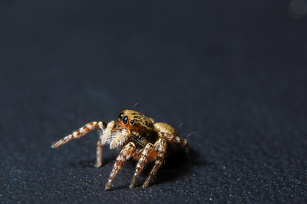 포토 JPG 해외이미지 동물 자연 사람없음 여름 정원 그물 거미 해외포토 계절 곤충 생태계 파일형식 이미지허브