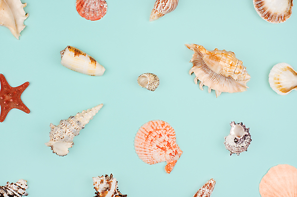 포토 JPG 해외이미지 디자인 바다 분홍색 여행 백그라운드 컨셉 패턴 자연 휴가 조개 불가사리 연체동물 프레임 사람없음 장식 빨간색 파란색 컬러풀 뷰티 노란색 수확 껍질 산호 정상 수집 질감 가리비 내추럴 고립 구성 이국적 플랫레이 카피스페이스 해외포토 컬러 무늬 농업 어패류 극피동물 무척추동물 공백 플랫 자포동물 생태계 파일형식 이미지허브