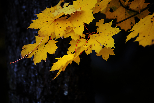 포토 JPG 해외이미지 나무 식물 계절 공원 백그라운드 단풍 잎 패턴 오렌지 자연 벽지 추상 사람없음 야외 장식 빨간색 컬러풀 뷰티 갈색 노란색 검은색 활발 가을 나뭇가지 황금 숲 묘사 질감 내추럴 강렬 해외포토 공공시설 컬러 컨셉 무늬 과일 생태계 파일형식 이미지허브