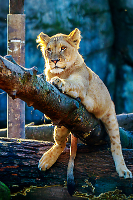 포토 JPG 해외이미지 동물 새끼 북아메리카 포유류 동물원 사람없음 야외 세로 고양이 미국 사자 육식동물 표범 해외포토 아메리카 반려동물 파일형식 이미지허브