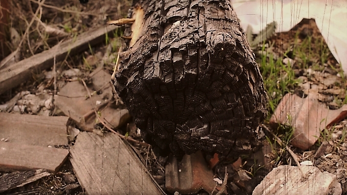 포토 JPG 해외이미지 나무 산업 백그라운드 자연 불 사람없음 야외 목재 환경 무서움 내추럴 옛날 해외포토 자연요소 식물 감정 재료 생태계 파일형식 이미지허브