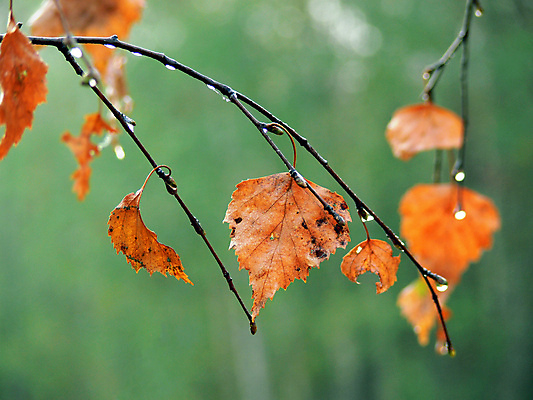 포토 JPG 해외이미지 나무 계절 감정 잎 오렌지 자연 벽지 사람없음 초록색 환경 젖음 안개 가을 나뭇가지 떨어짐 숲 자작나무 해외포토 식물 컬러 컨셉 과일 날씨 생태계 파일형식 이미지허브