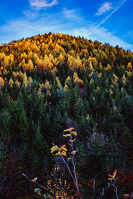 포토 JPG 해외이미지 전통 유럽 여행 백그라운드 자연 하늘 산 주택 풍경 초원 사람없음 야외 건물 목재 파란색 농가 농장 마을 계곡 수확 가을 시골 소나무 정상 숲 오두막 언덕 그림 시골집 루마니아 샬레 옛날 해외포토 나무 건축물 계절 나라 컬러 농업 재료 실험기구 생태계 파일형식 이미지허브