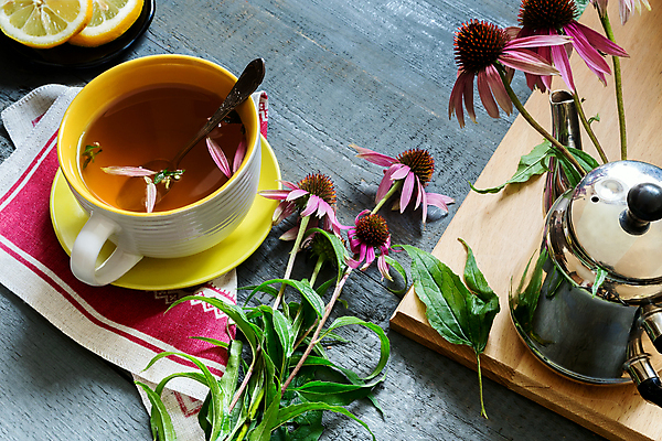 포토 JPG 해외이미지 식물 전통 계절 꽃잎 꽃 잎 자연 건조 실내 사람없음 컵 가로 약 약재 나뭇가지 신선 개화 약초 꿀 내추럴 많음 카피스페이스 해외포토 나무 식기 컨셉 의학 내부 공백 풀_식물 생태계 파일형식 이미지허브